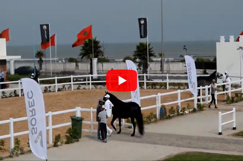 El Jadida : La Sorec Au Service Du Cheval Et Du Monde Équestre